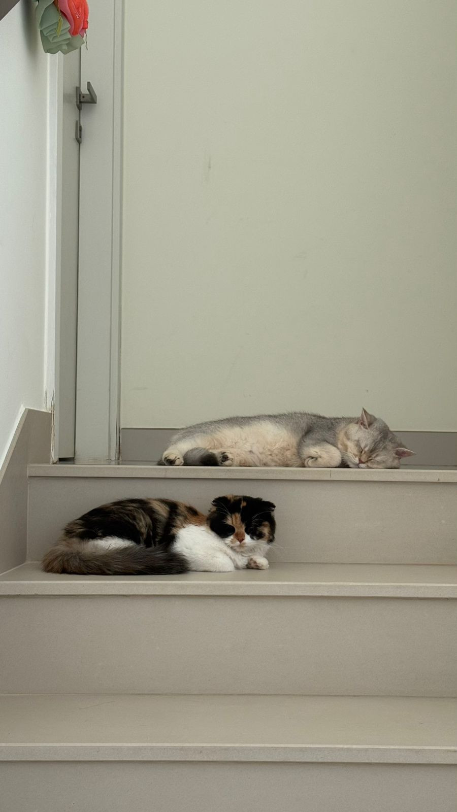 2 Loving Cats – Vaccinated, With Pet Passport & Accessories – Dubai