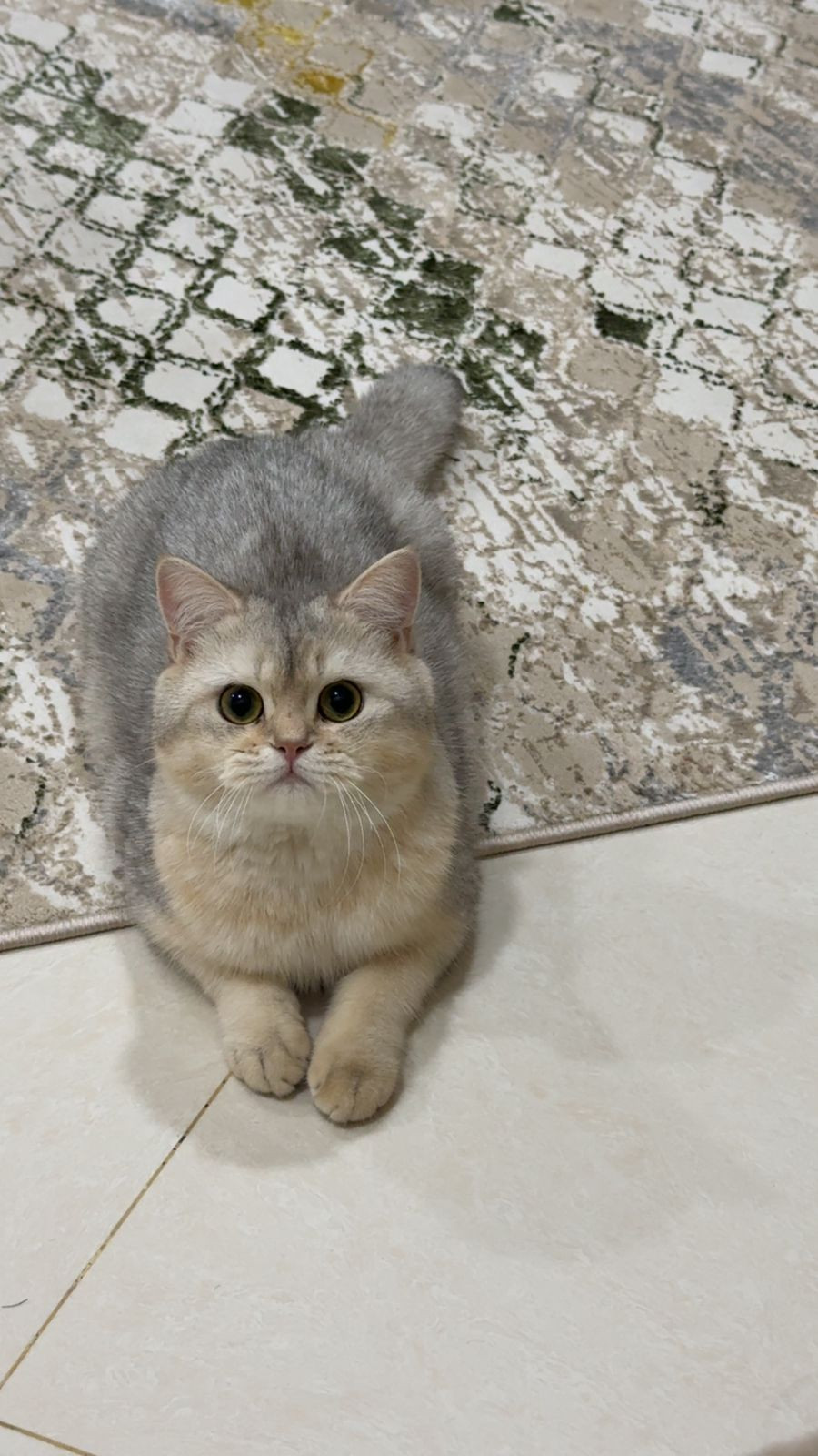 2 Loving Cats – Vaccinated, With Pet Passport & Accessories – Dubai-pic_1