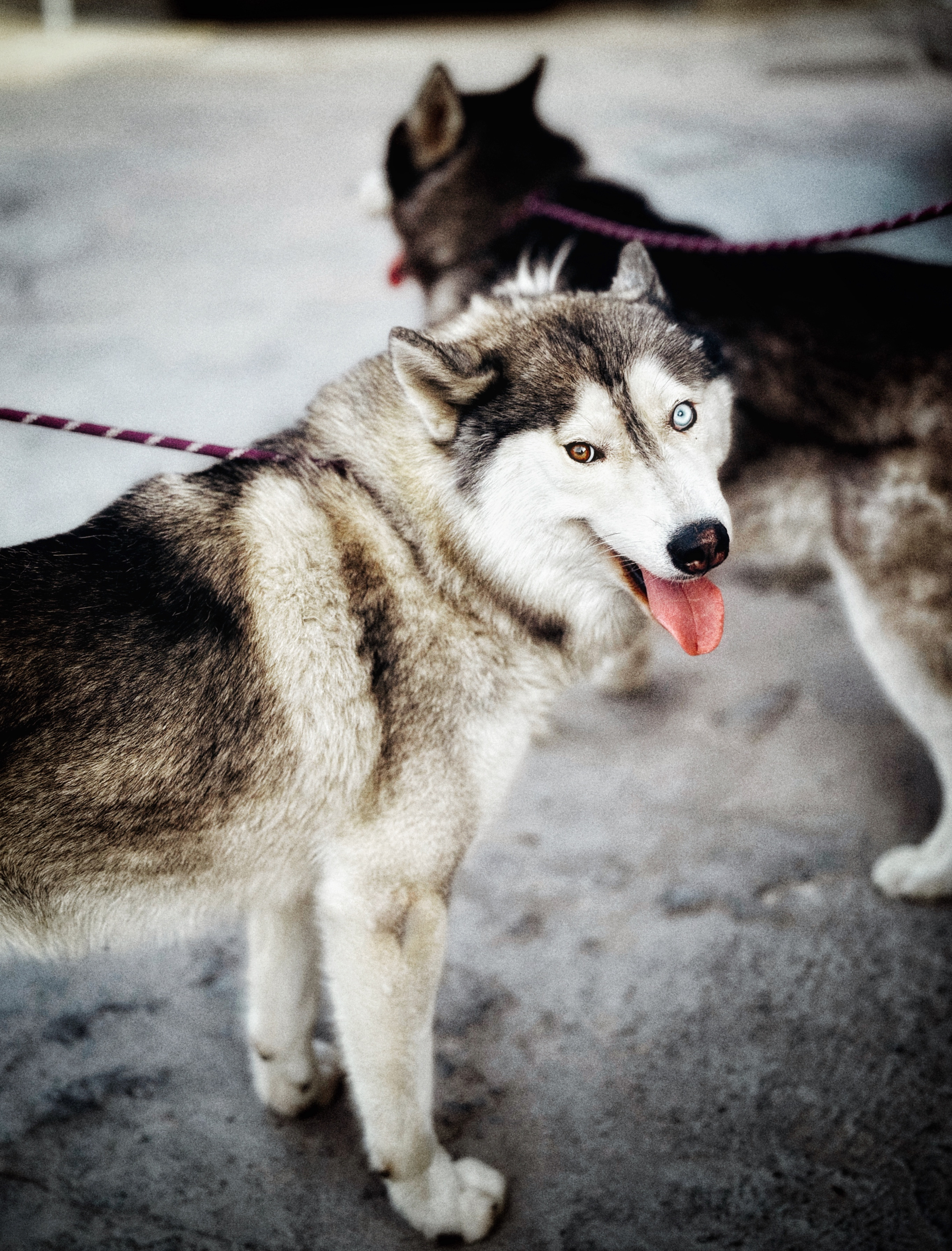 Male Siberian Huskies for Sale-pic_1