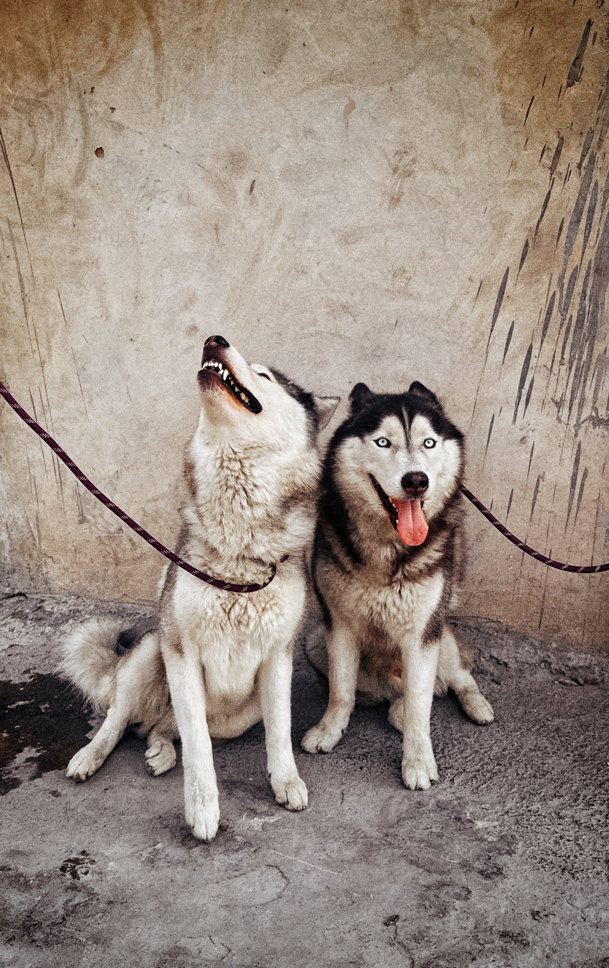 Male Siberian Huskies for Sale-pic_2