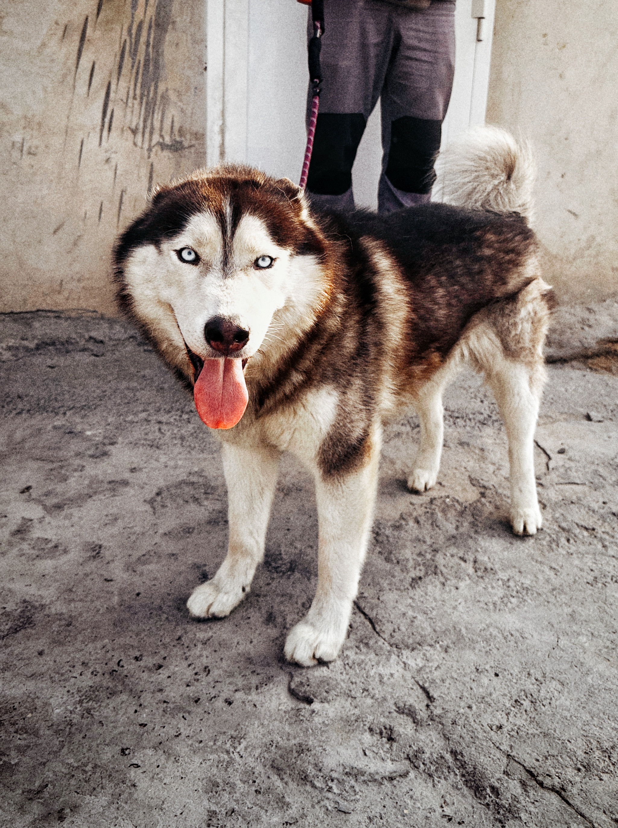 Male Siberian Huskies for Sale-pic_3