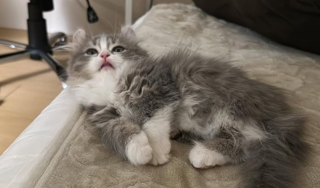 Vet Checked – Persian Kitten Free for Adoption.-pic_1