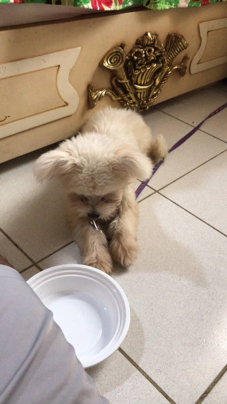 Yorkshire Dog for sale 2 month-pic_1