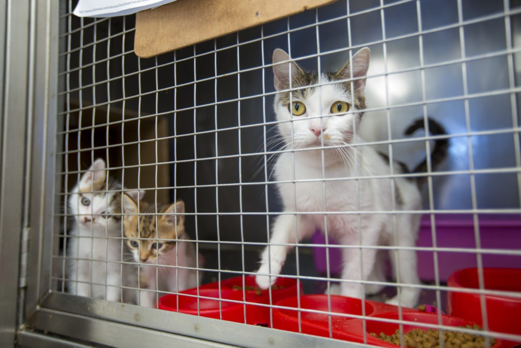 Looking to Adopt a Loving Cat in Dubai – Ready to Give a Forever Home-image