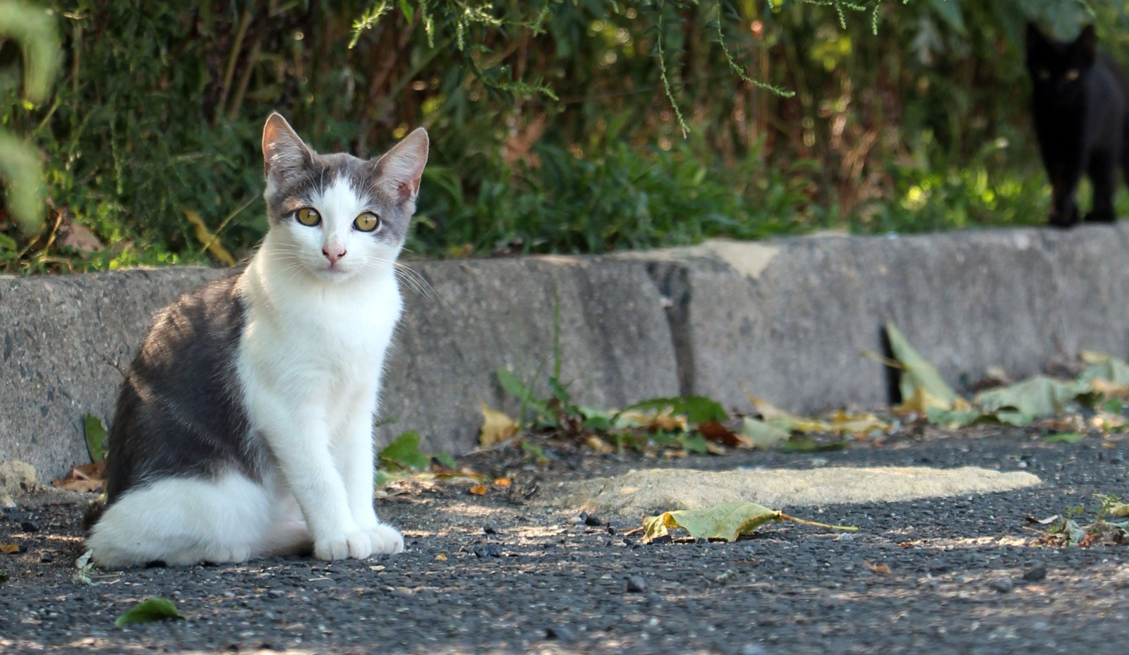 Looking to Adopt a Loving Cat in Dubai – Ready to Give a Forever Home-pic_1