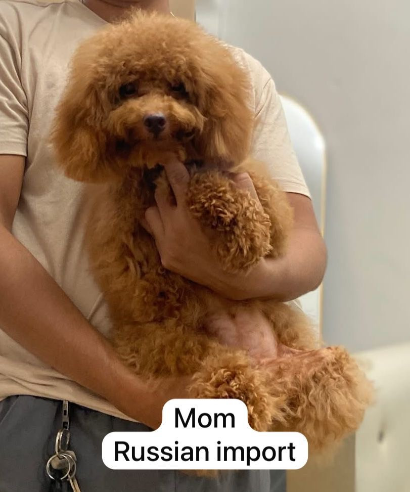 Toy Poodle for sale-pic_3