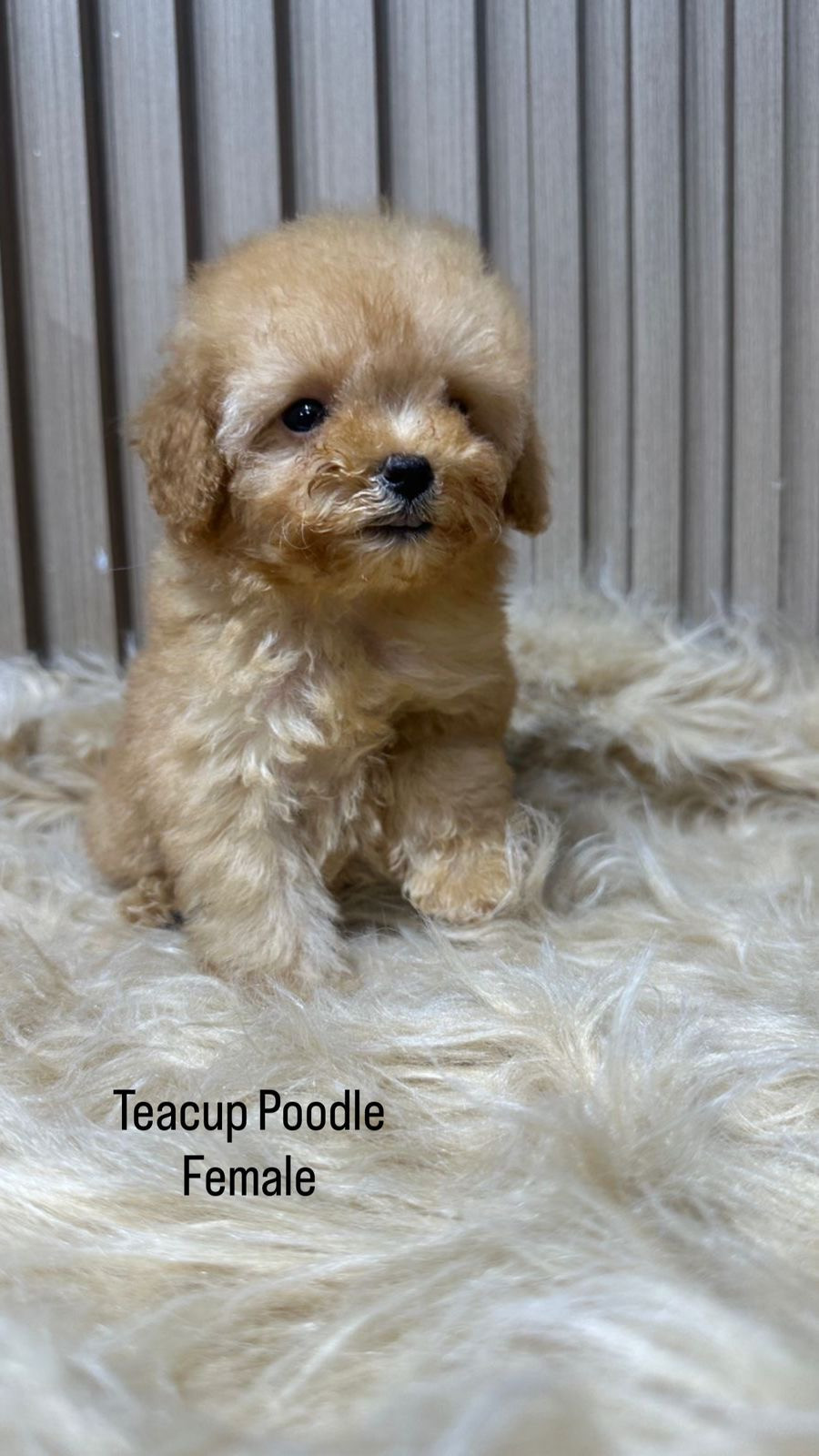 Toy Poodle for sale