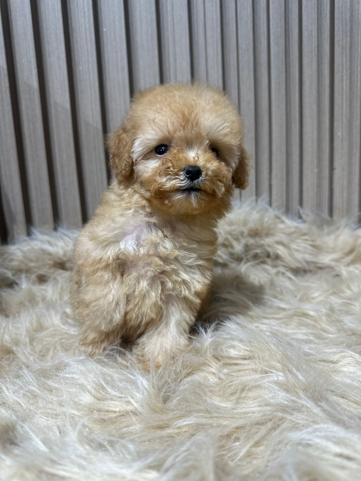 Toy Poodle for sale-pic_1