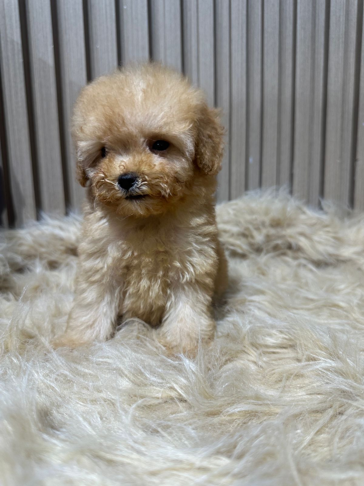 Toy Poodle for sale-pic_2