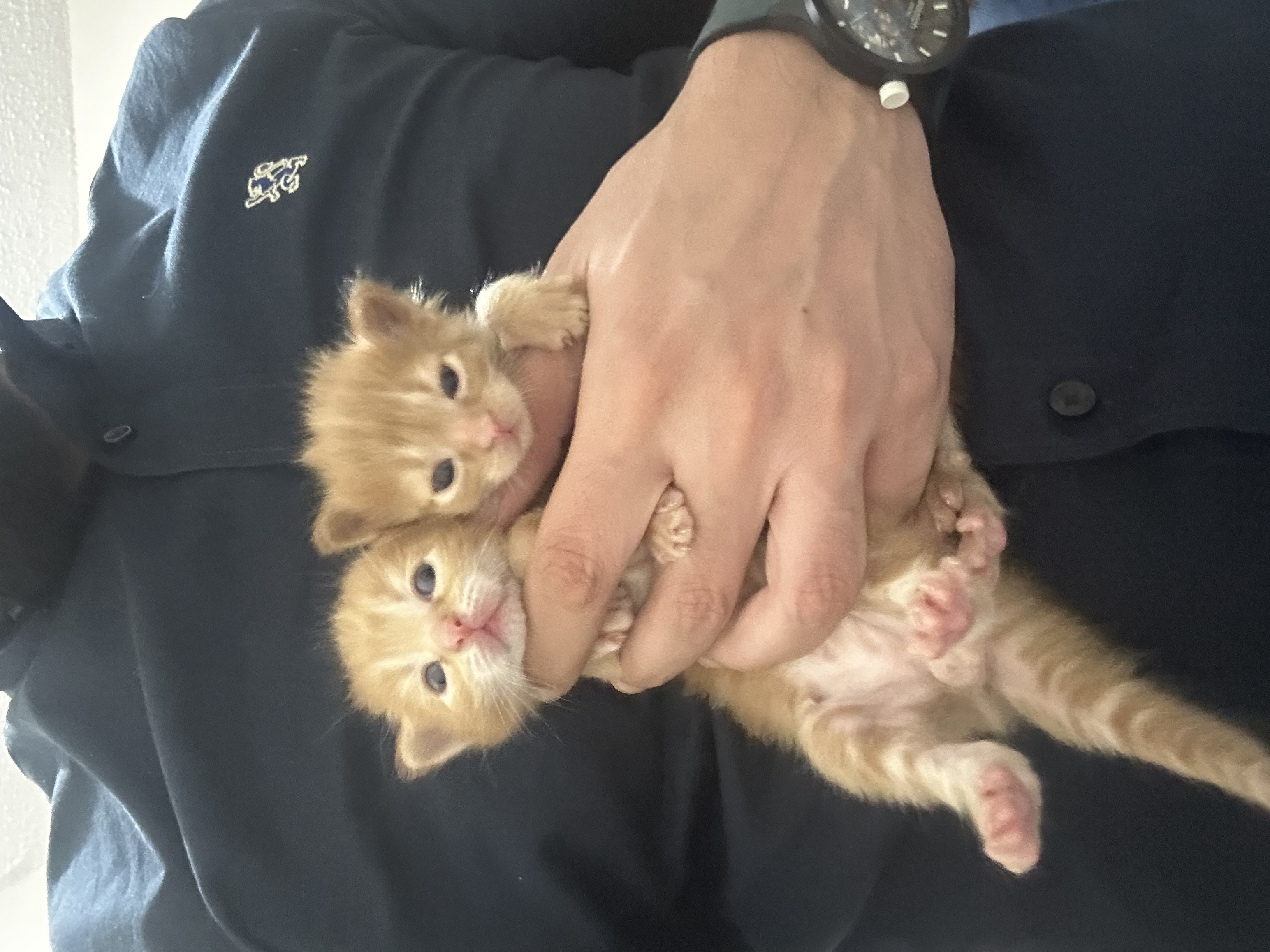 3 kitten looking for family safe home-pic_1