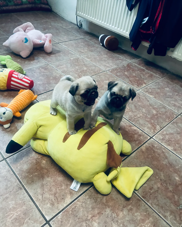Two Amazing pug puppies-image