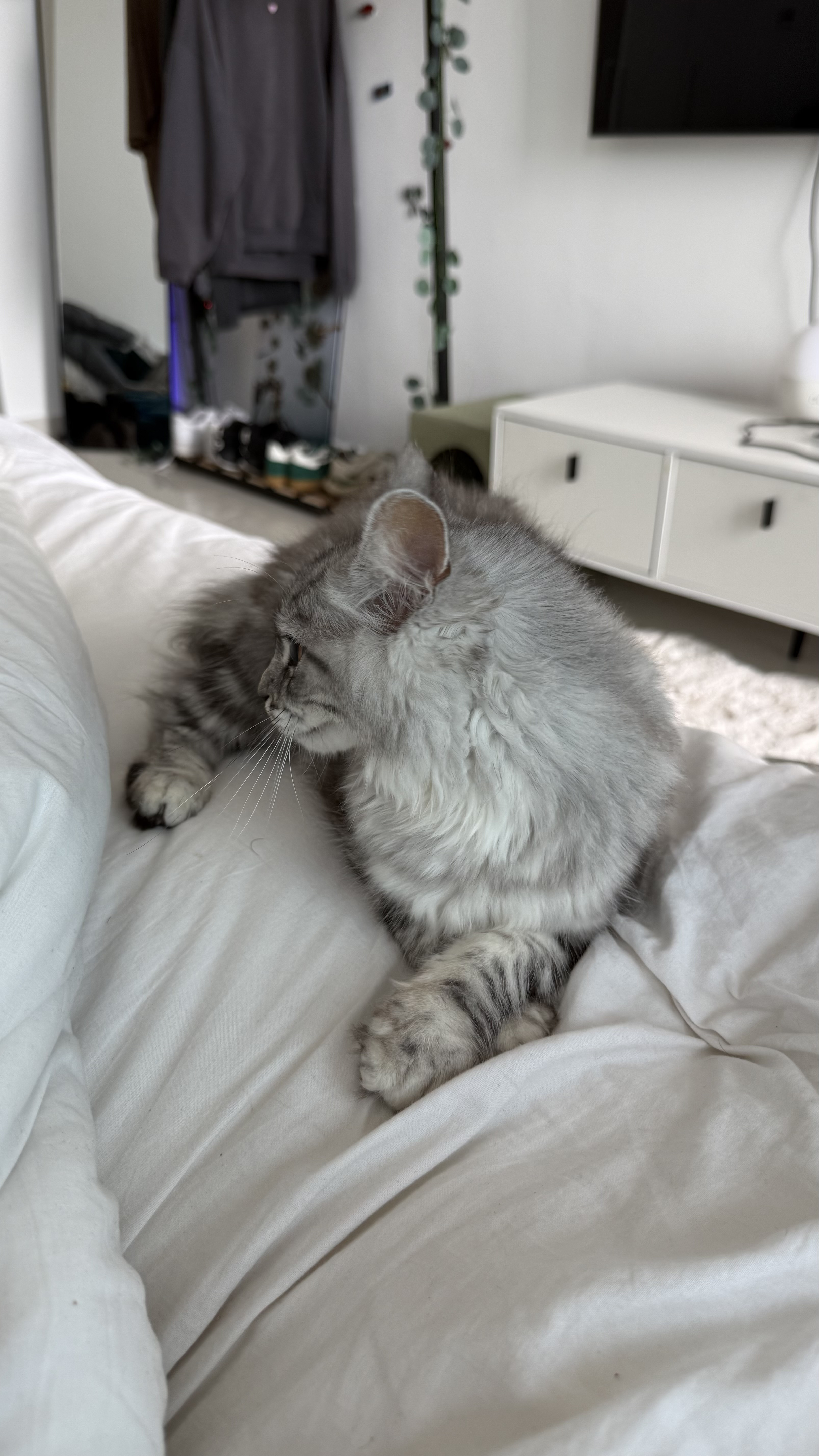 Female Mainecoon kitten-pic_1