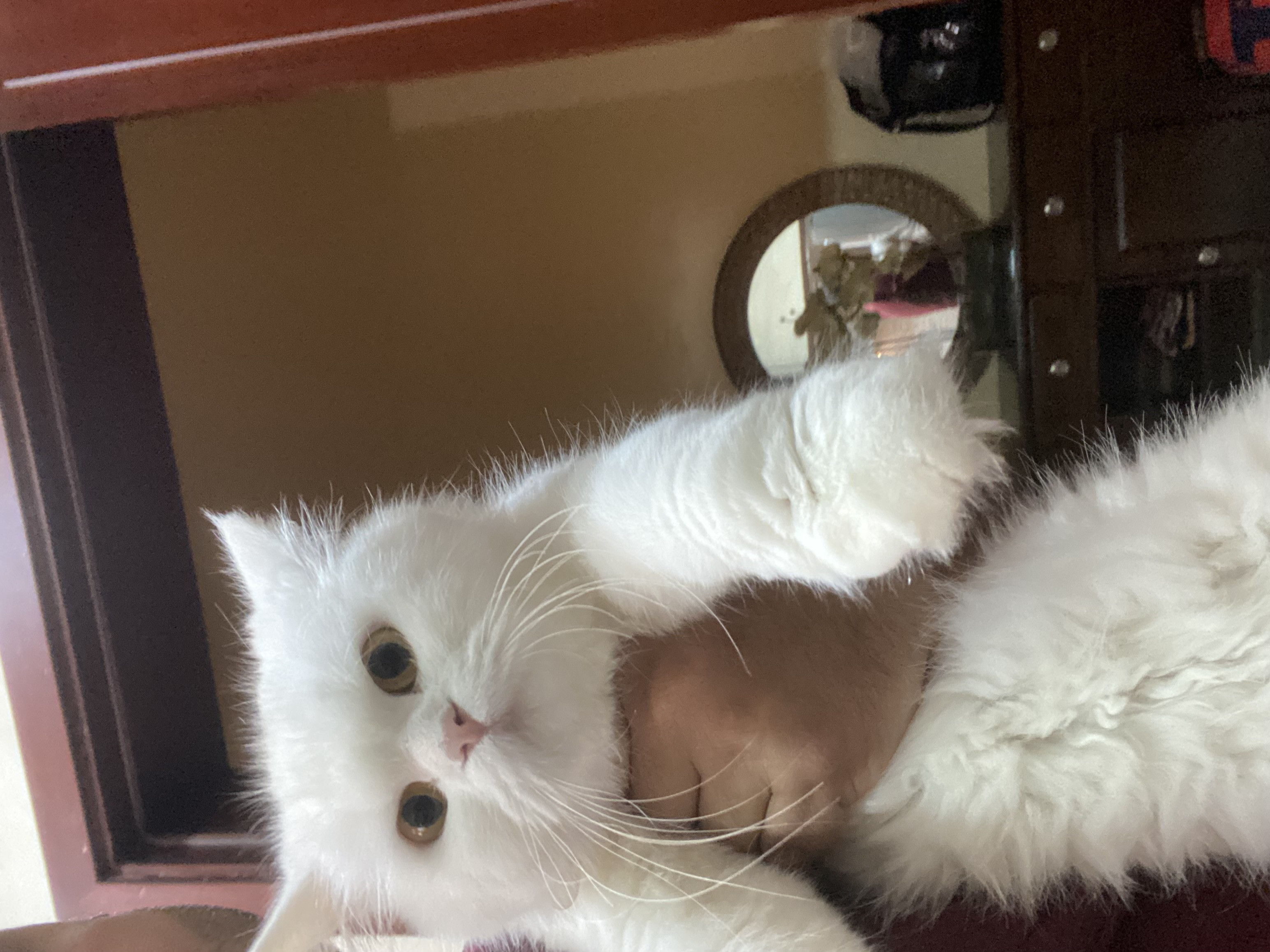 Persian cat-image