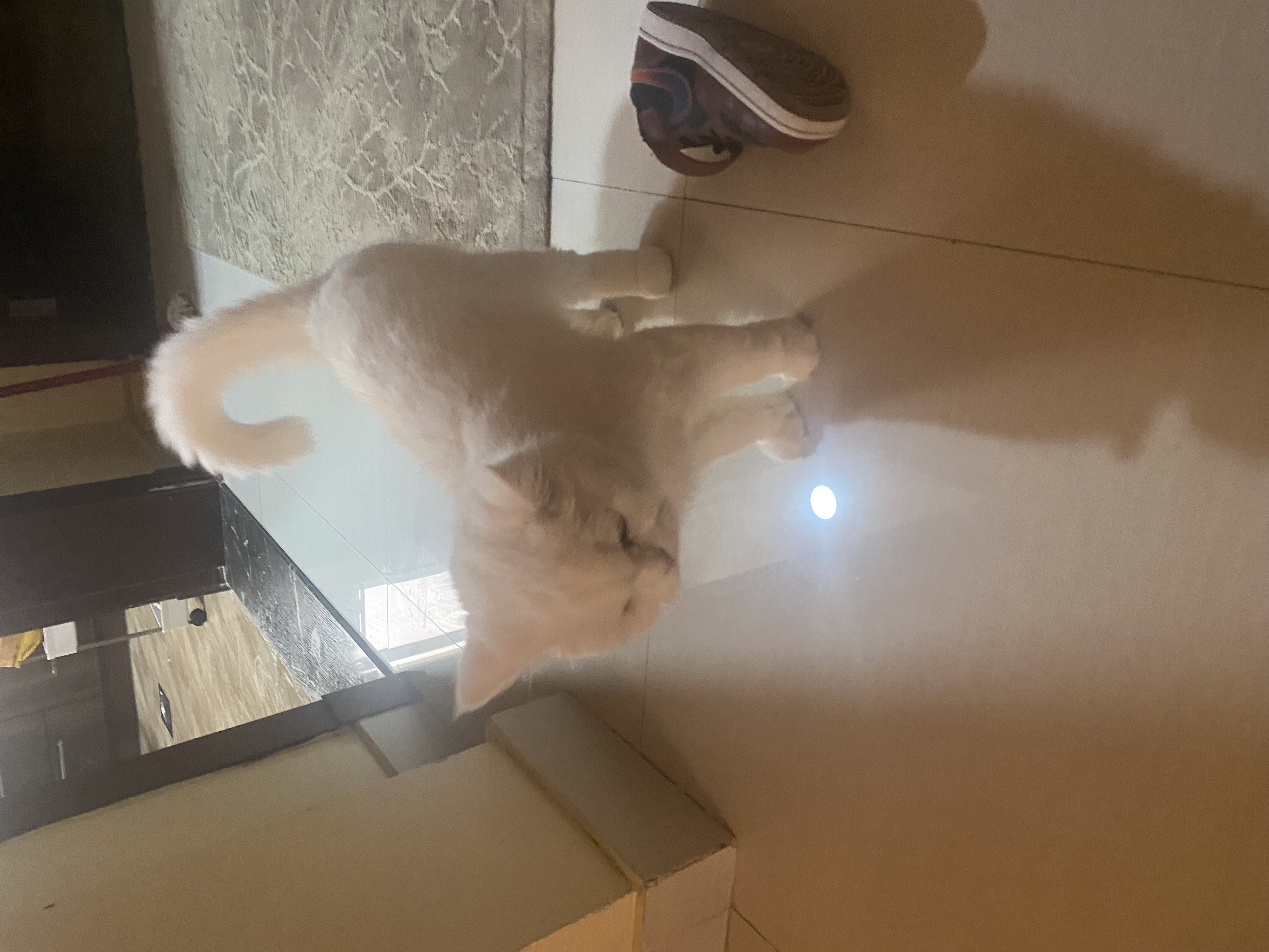 Persian cat-pic_3