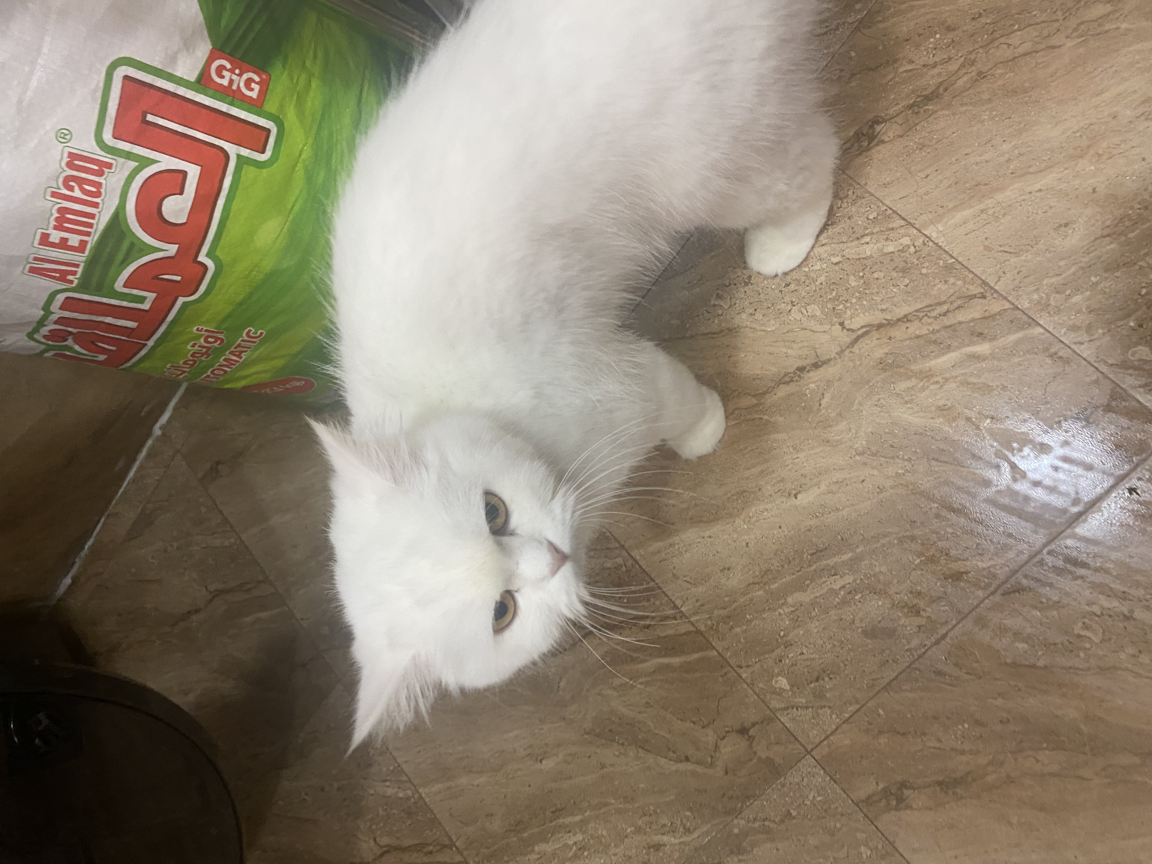 Persian cat-pic_1
