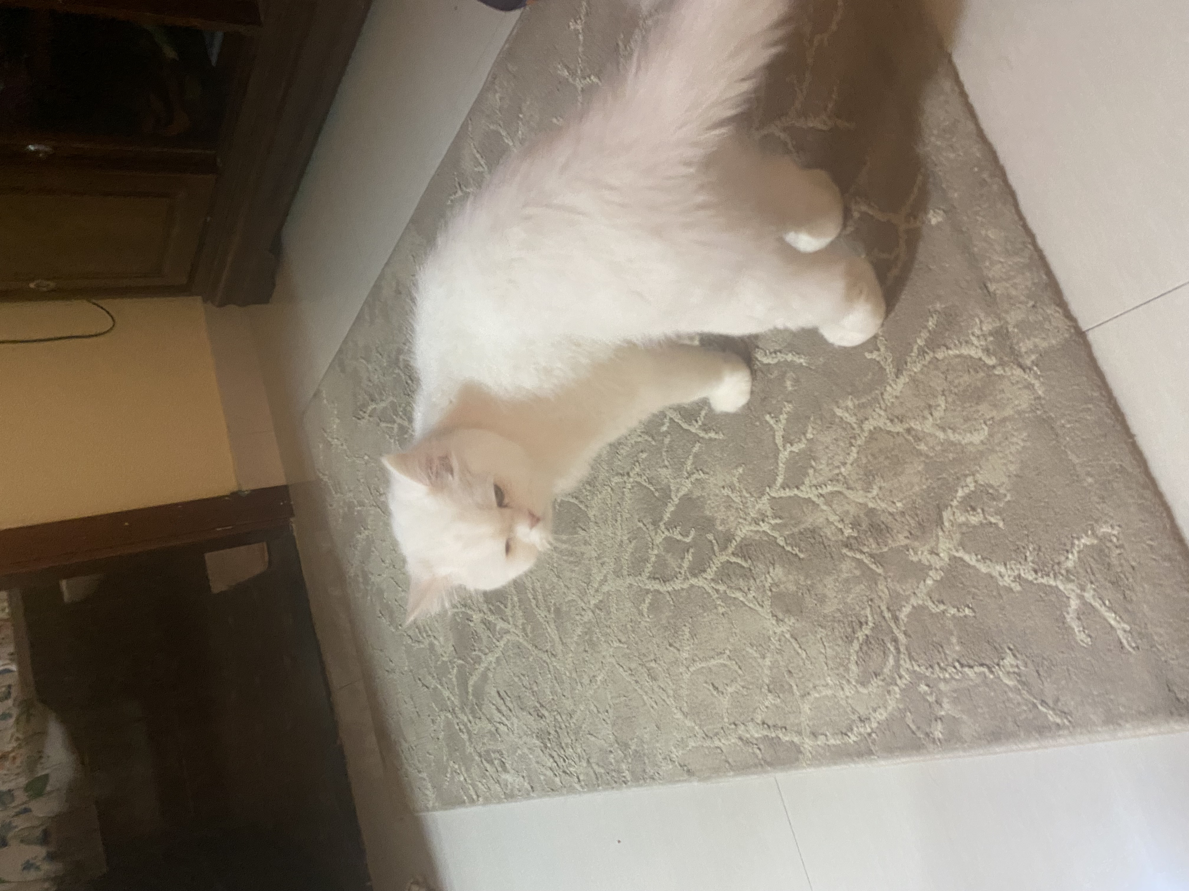Persian cat-pic_2