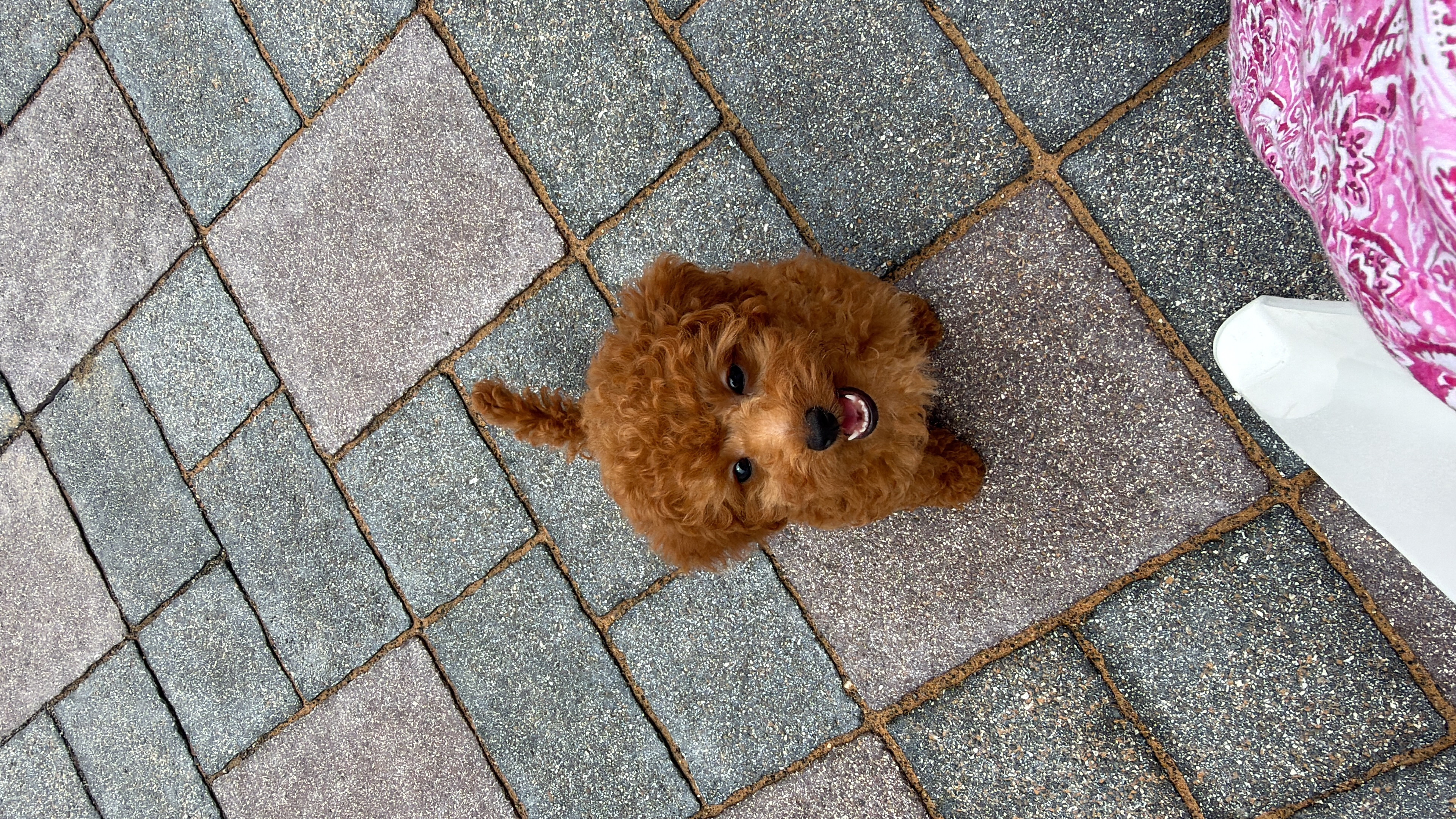 Toy Poodle