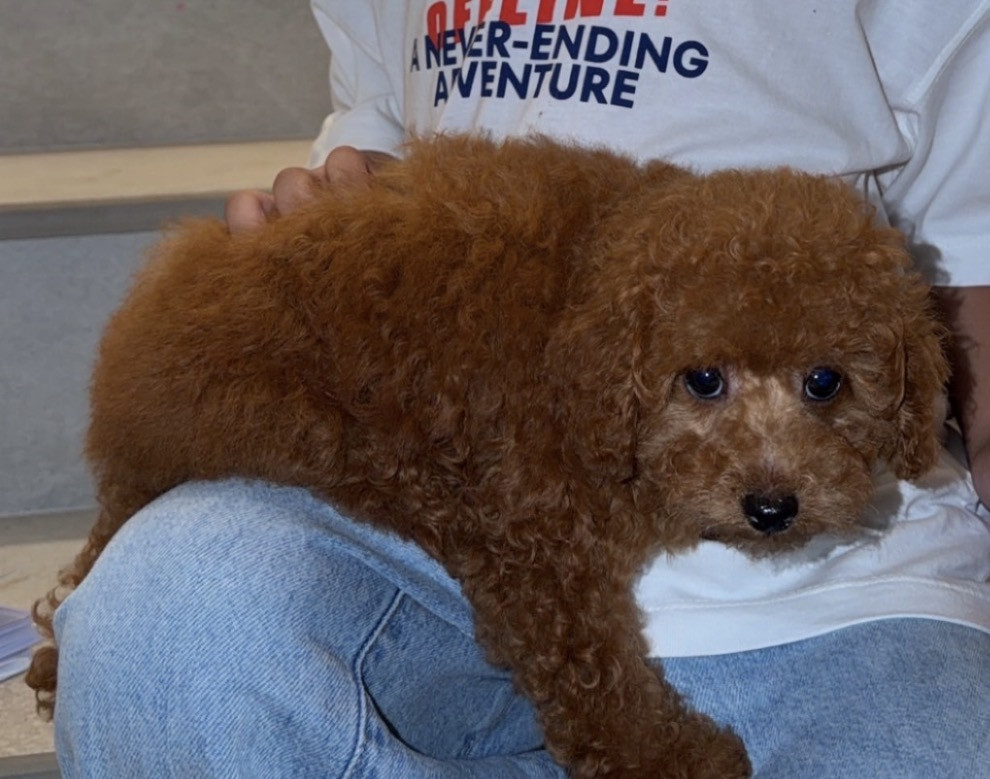 Toy Poodle-pic_1