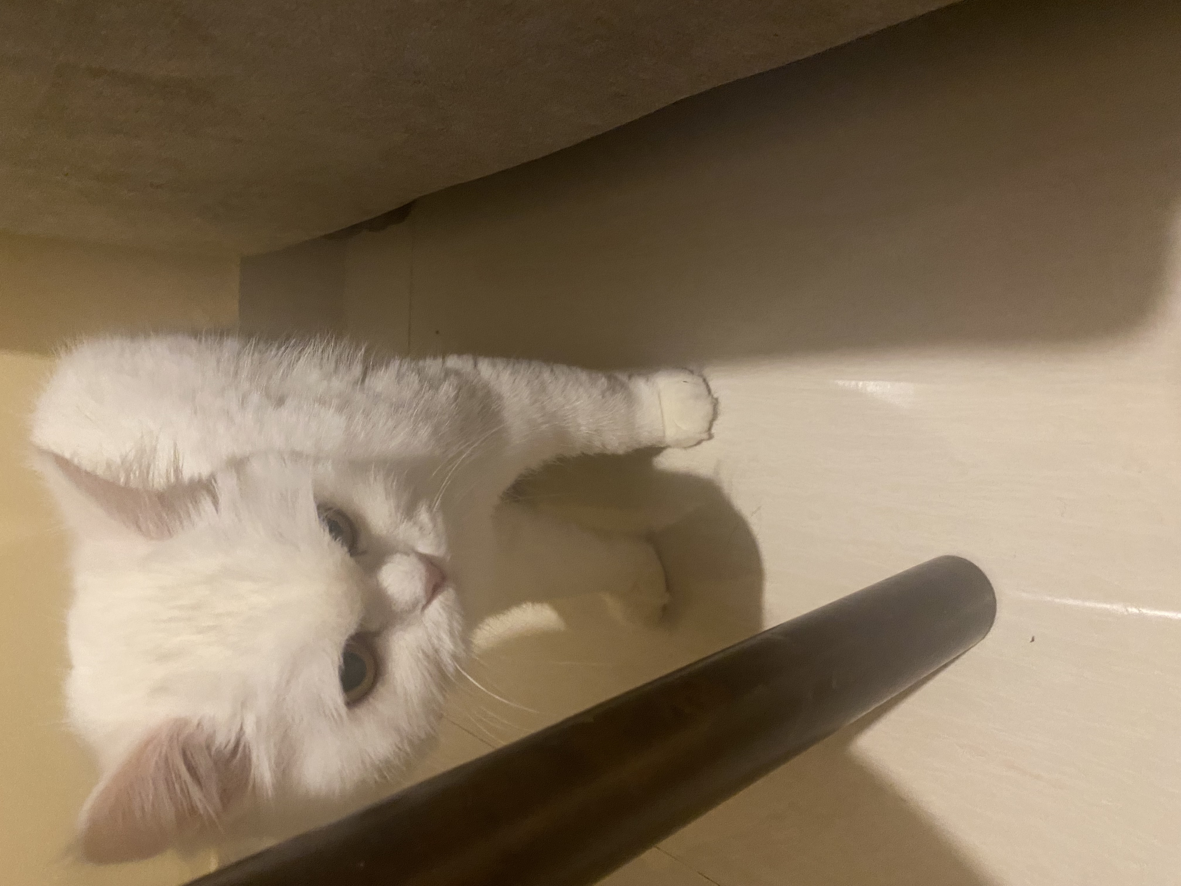 White cute Persian cat-pic_3
