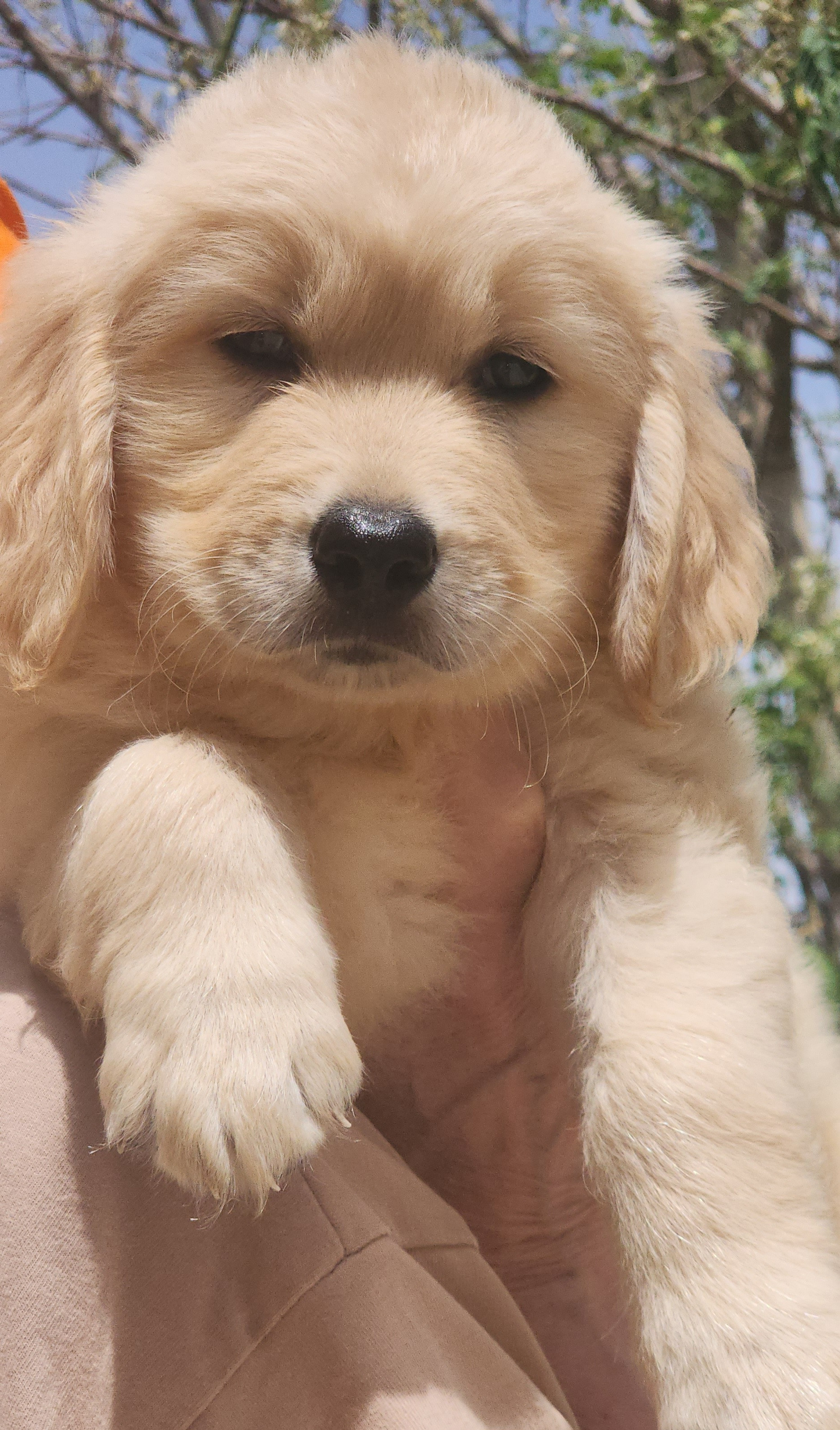 Golden Retriever puppy-pic_1