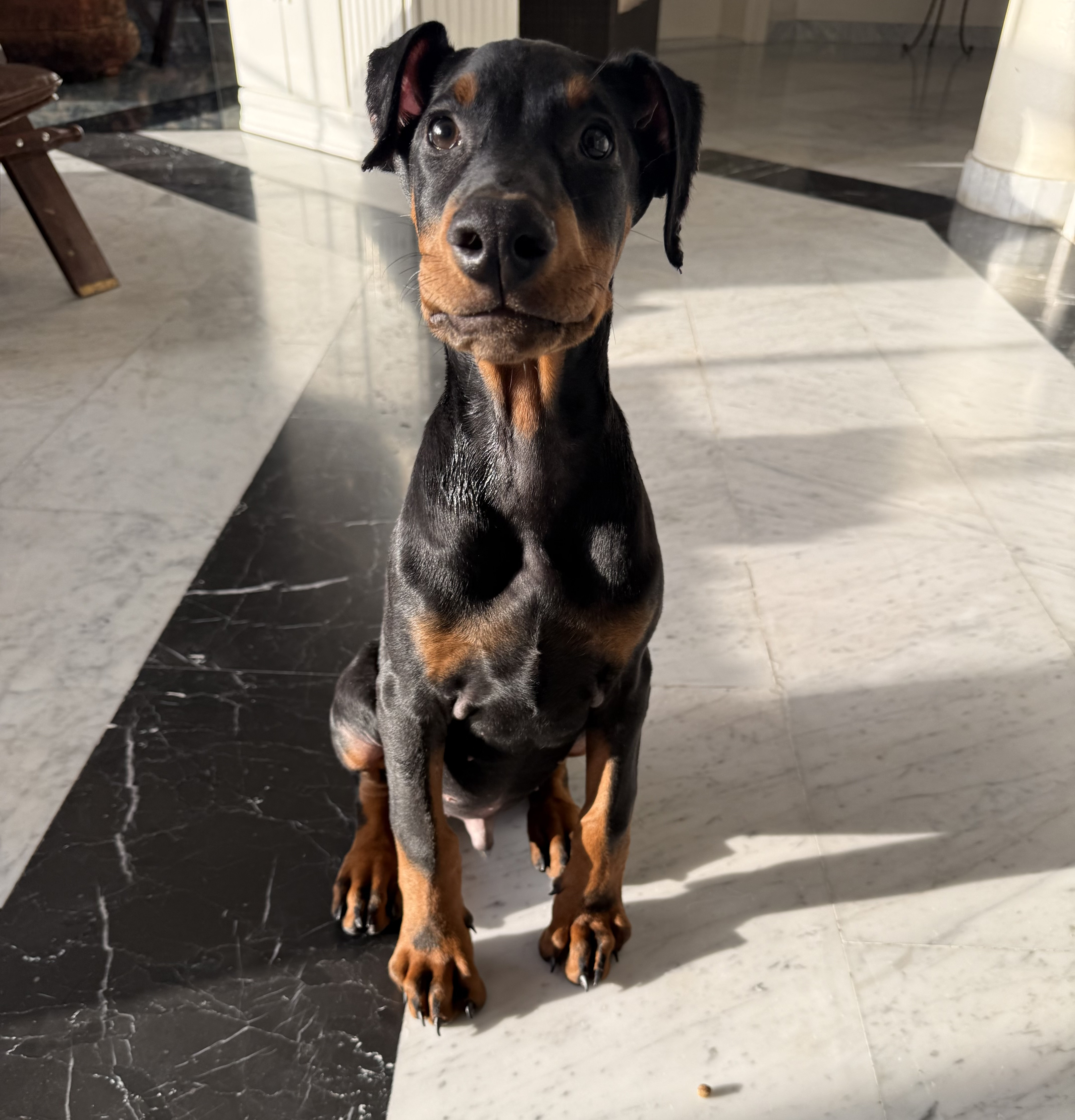 Male Doberman - 2.5 months - Vaccinated-pic_1