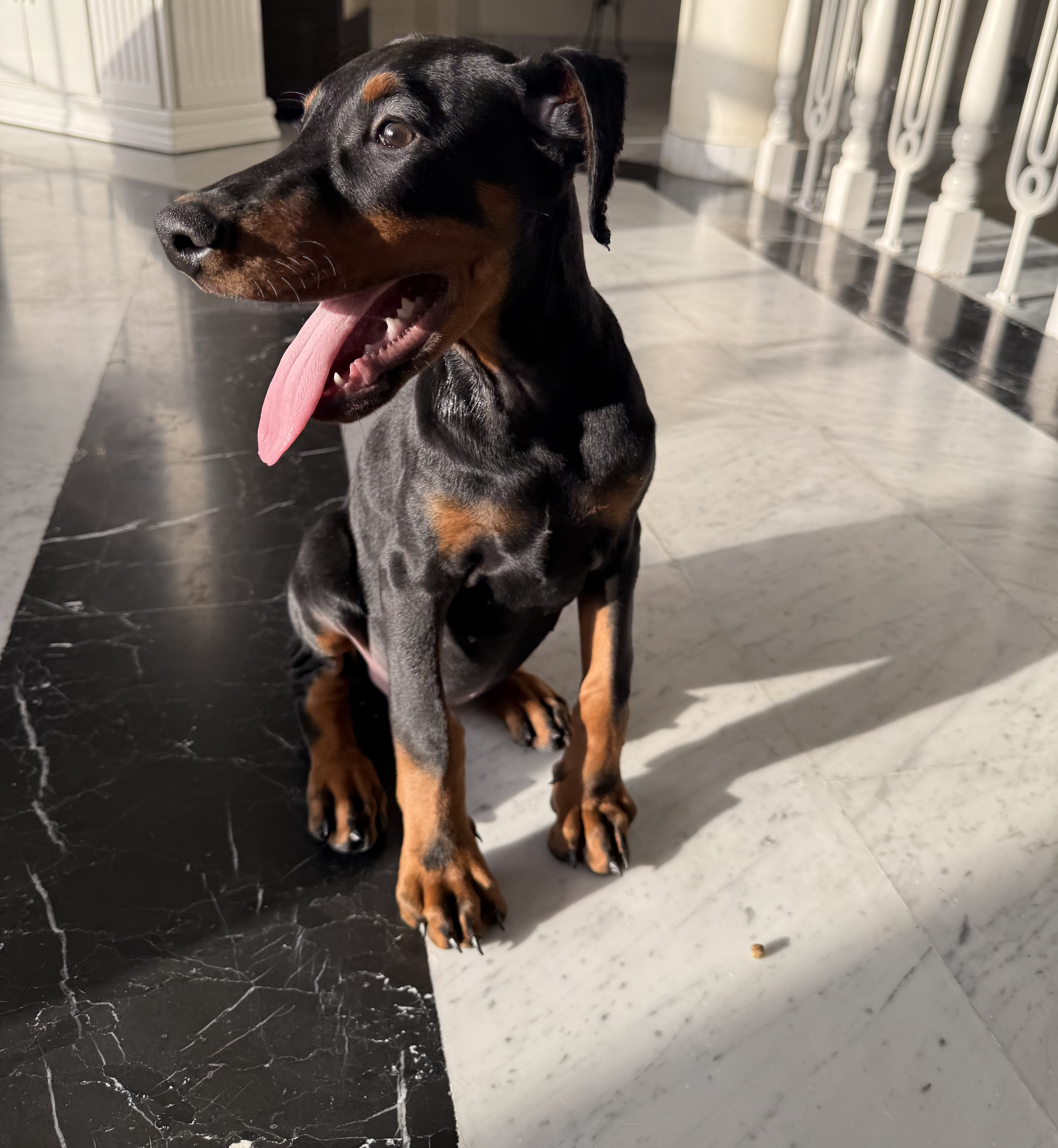 Male Doberman - 2.5 months - Vaccinated-pic_3