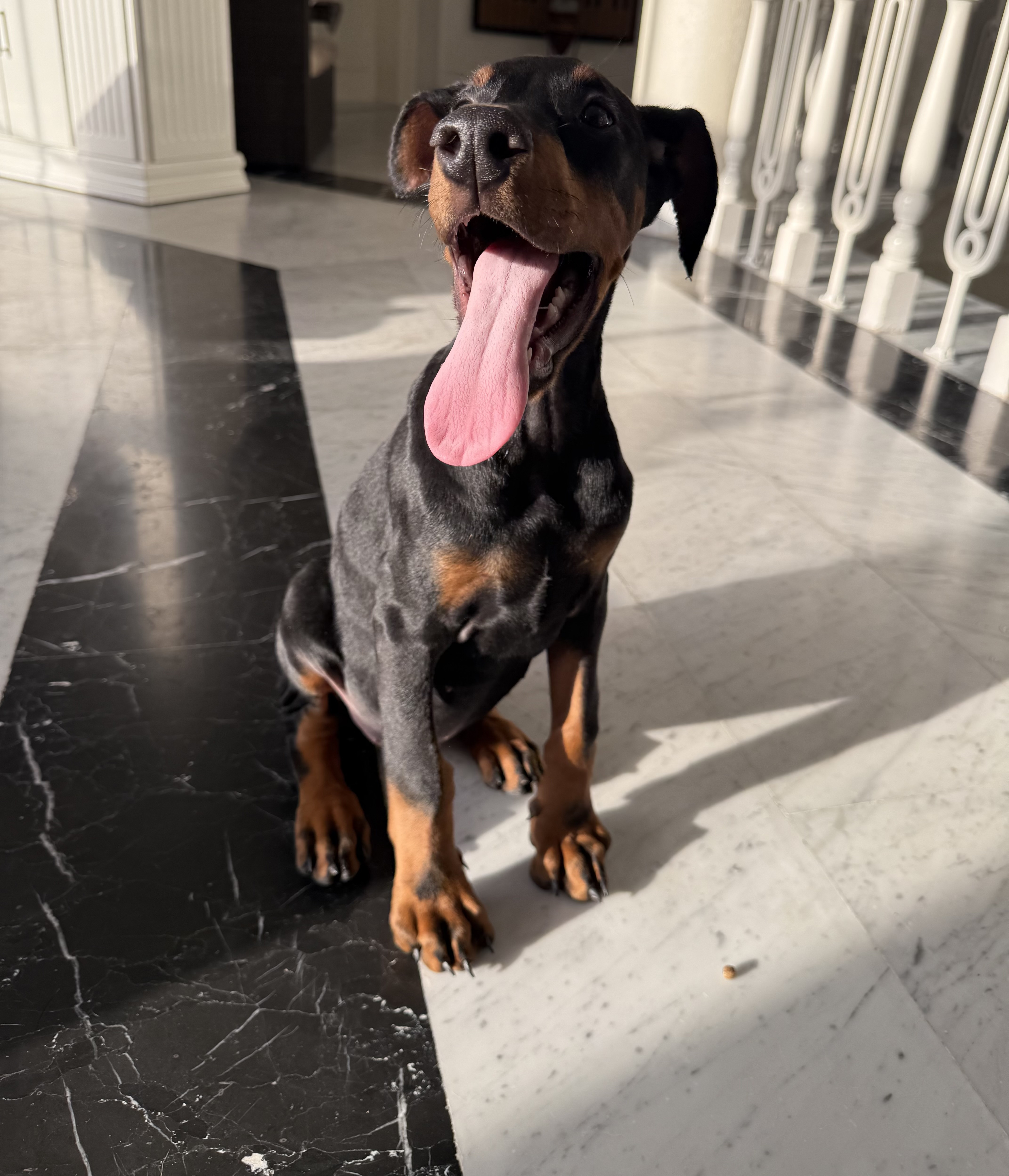 Male Doberman - 2.5 months - Vaccinated-pic_2