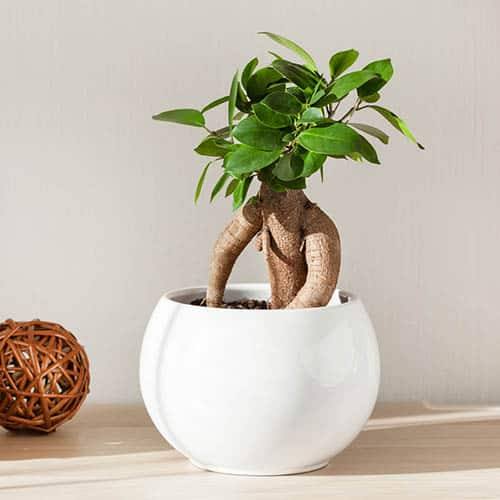 Bonsai Ficus Plant in Ceramic Pot