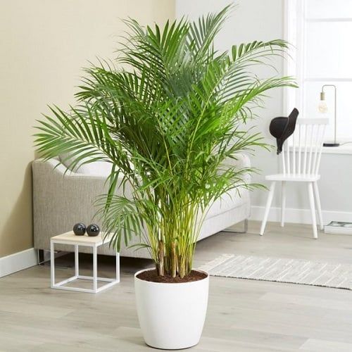 Aréca Palm Plant in White Ceramic Pot with Tray(150 each)