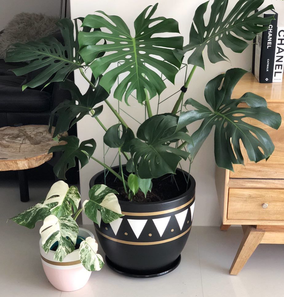 Monstera plant with big pot