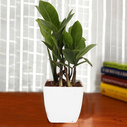 Indoor ZZ plant for sale with pot - 50dhs each
